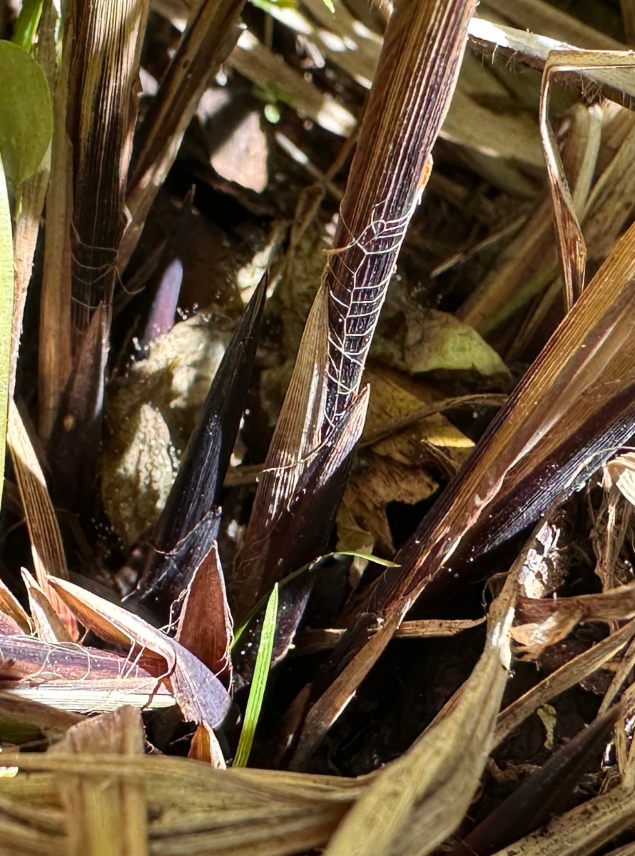 Carex angustata