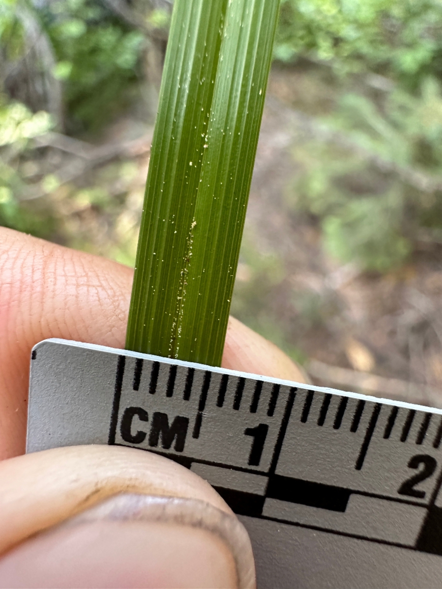 Carex angustata