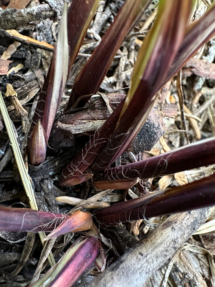 Carex angustata