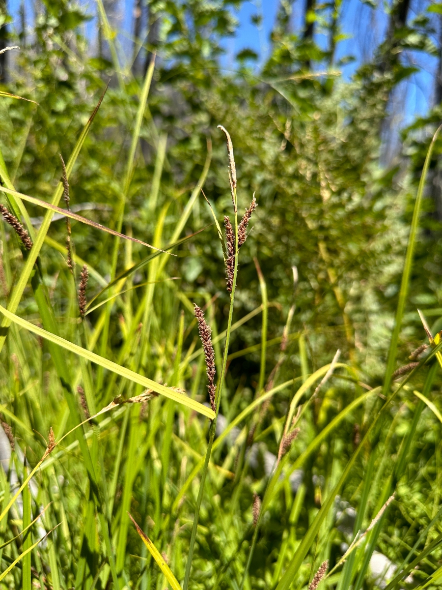 Carex angustata