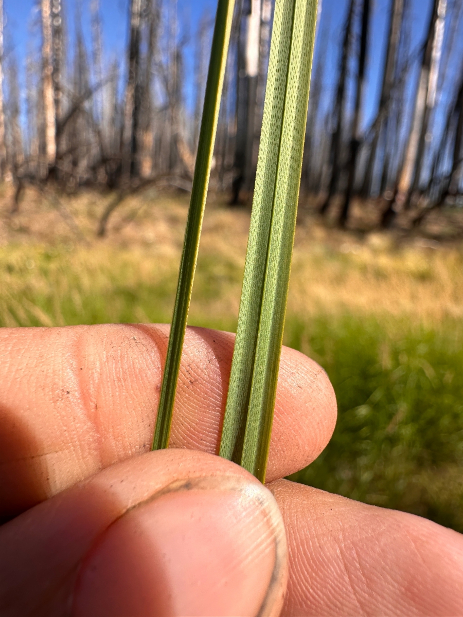 Carex angustata