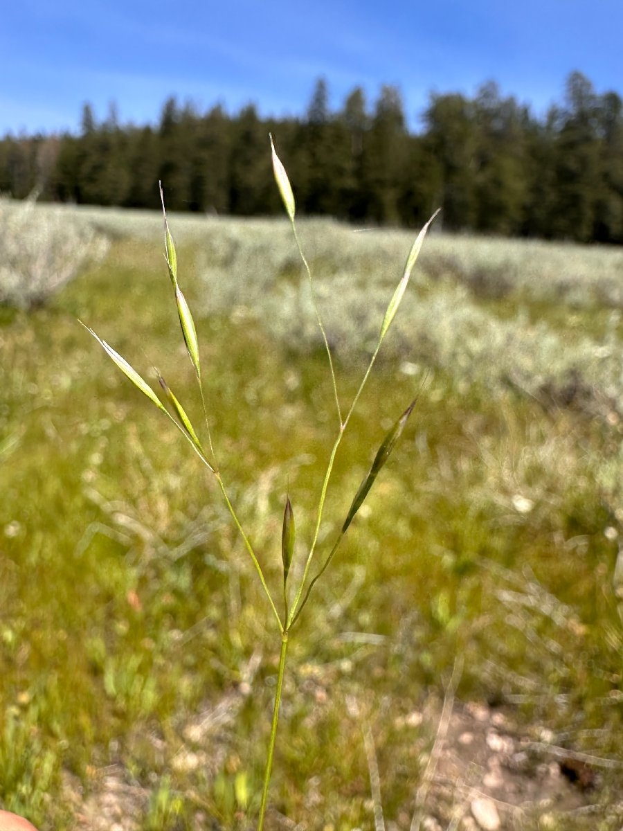 Deschampsia danthonioides