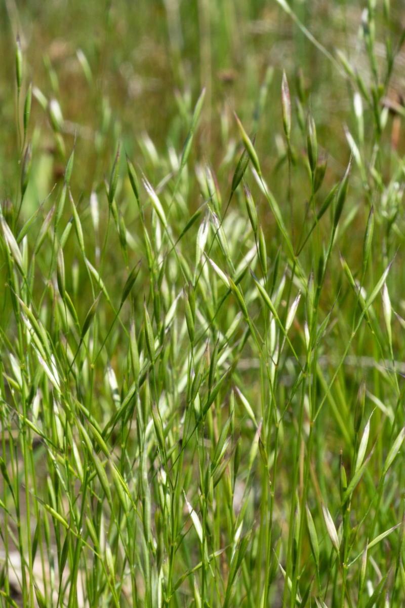 Deschampsia danthonioides