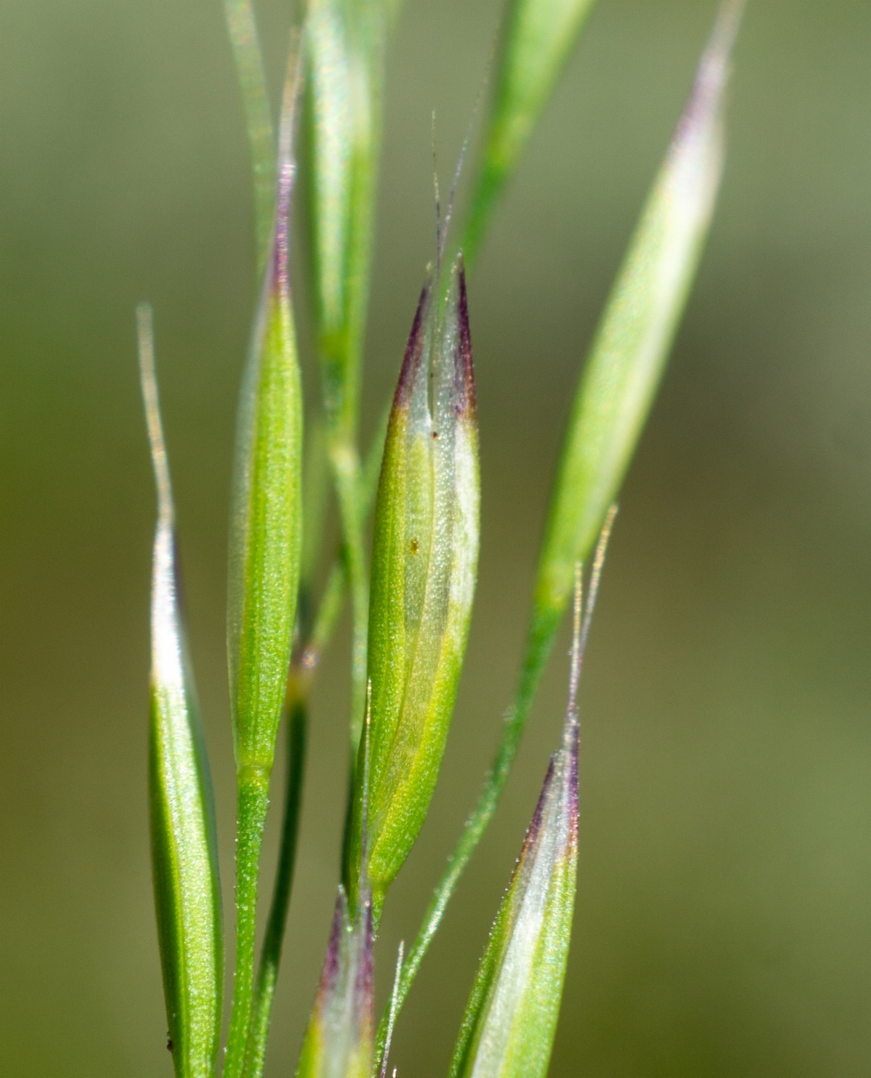 Deschampsia danthonioides