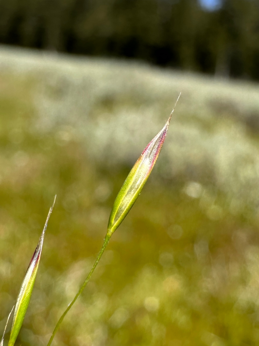 Deschampsia danthonioides