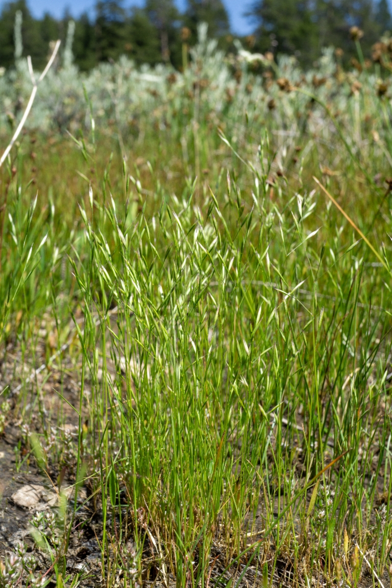 Deschampsia danthonioides