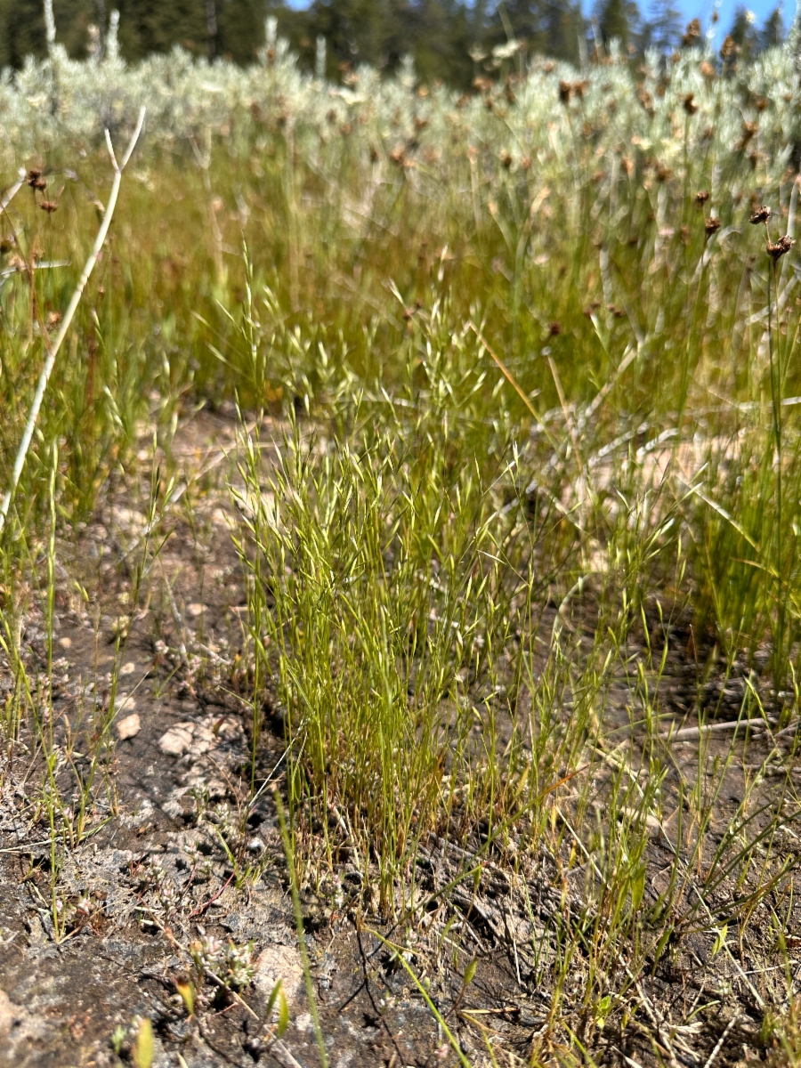 Deschampsia danthonioides