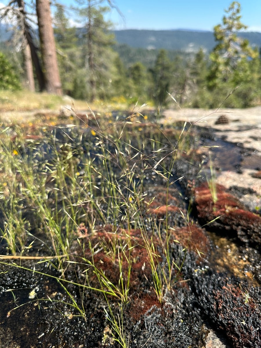 Deschampsia danthonioides