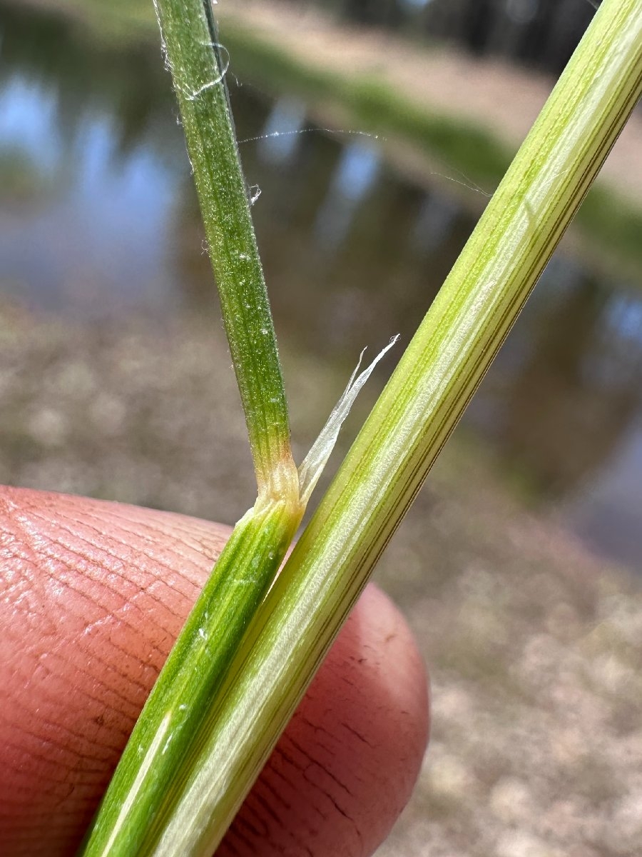 Deschampsia cespitosa