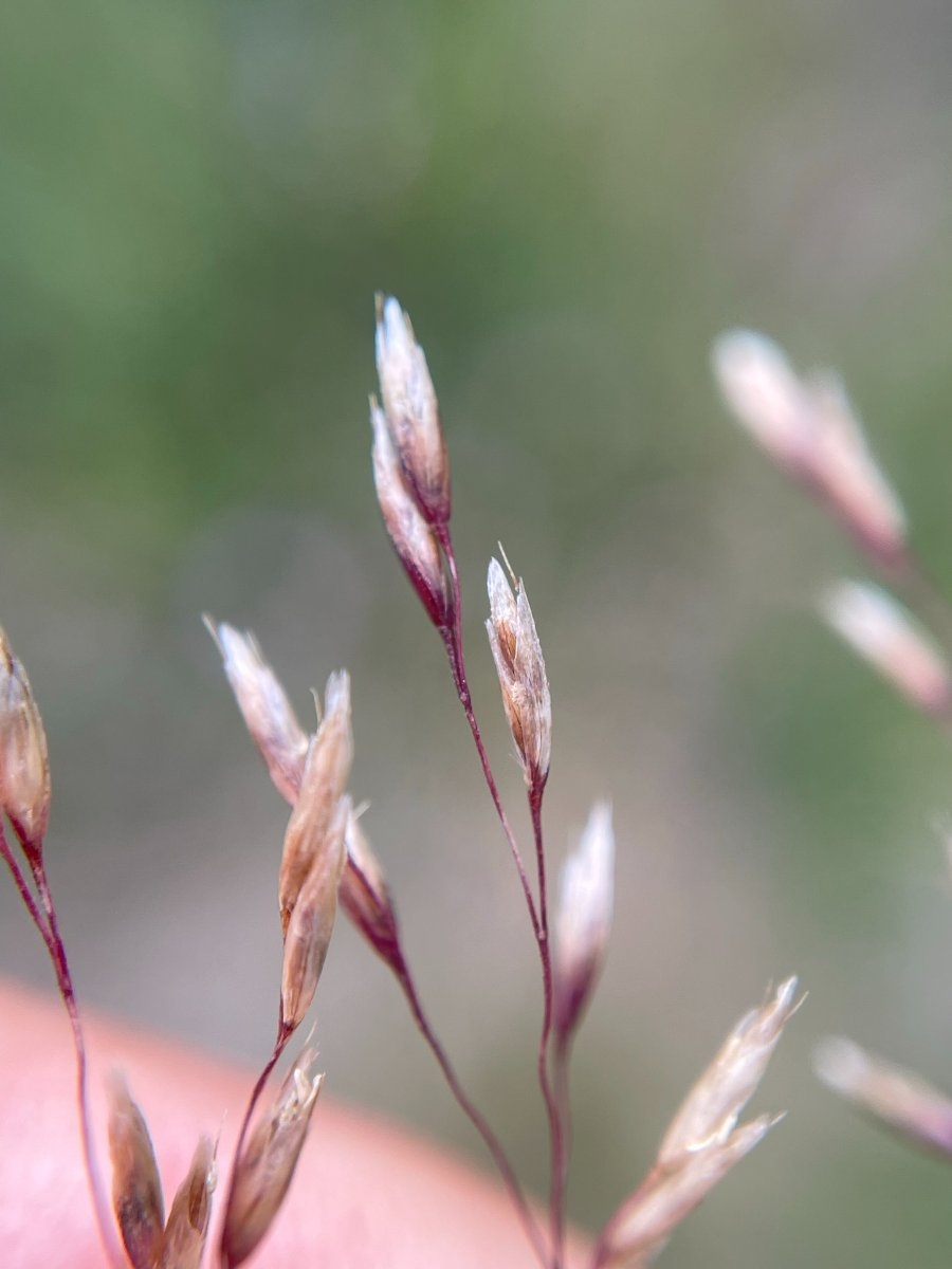 Deschampsia cespitosa