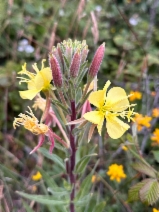 Oenothera wolfii