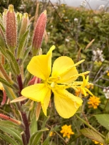 Oenothera wolfii