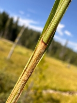 Carex cusickii