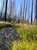 Poa palustris