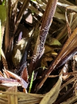 Carex angustata