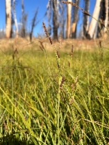 Carex angustata