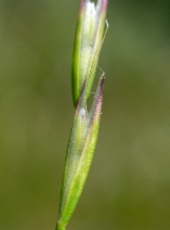 Deschampsia danthonioides