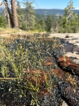 Deschampsia danthonioides