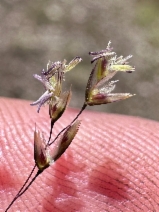 Deschampsia cespitosa