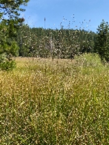 Deschampsia cespitosa