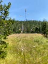 Deschampsia cespitosa