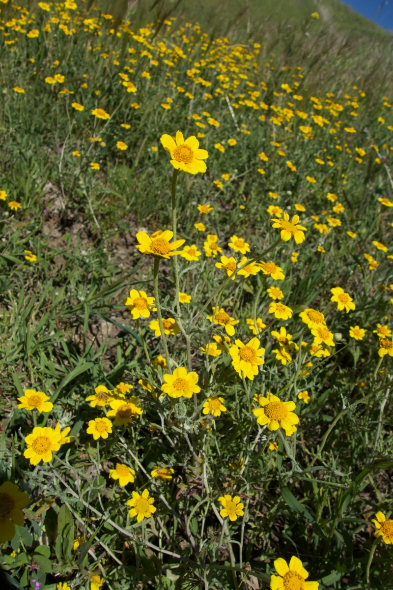 Pseudobahia peirsonii