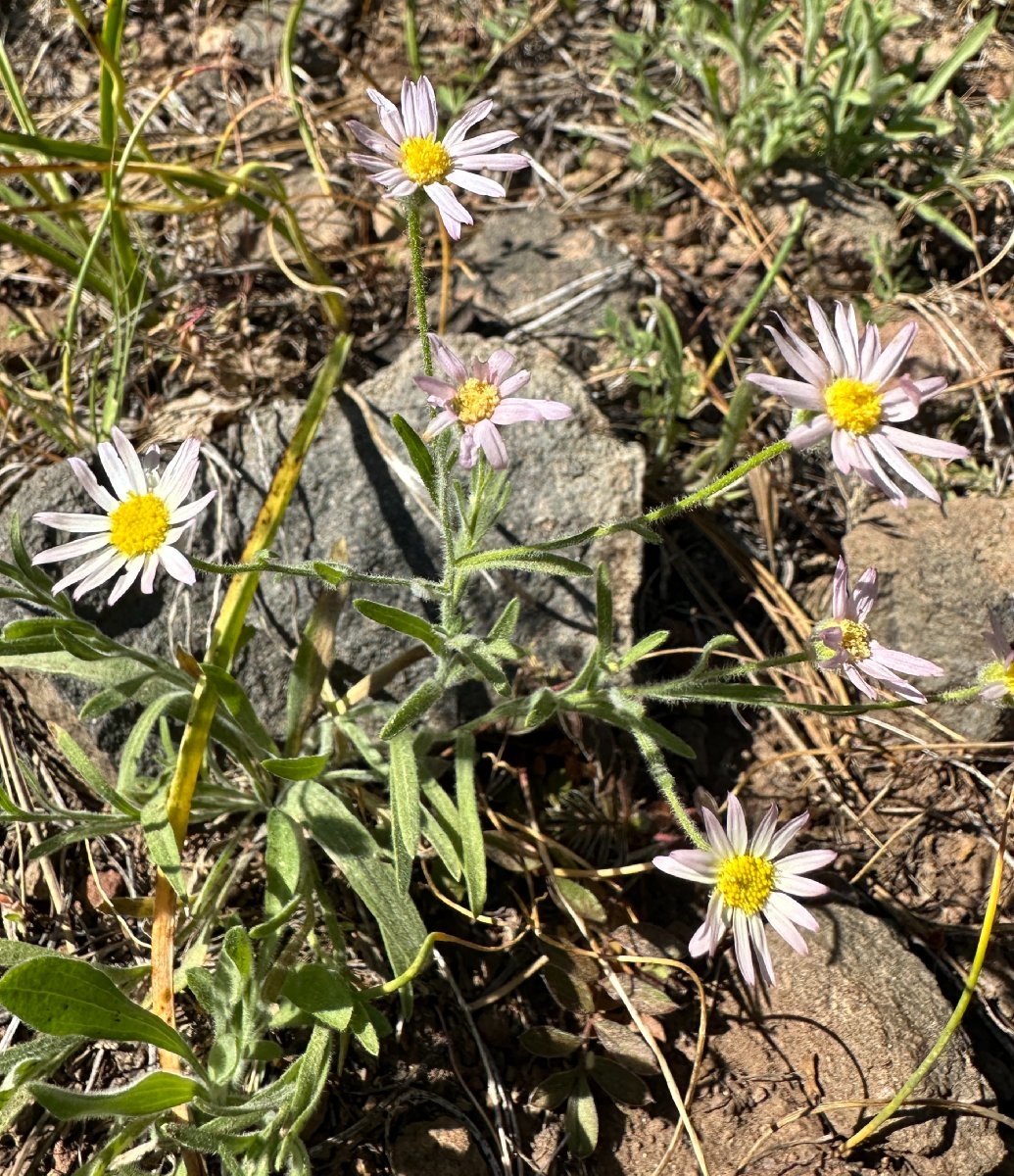 Erigeron lassenianus var. lassenianus