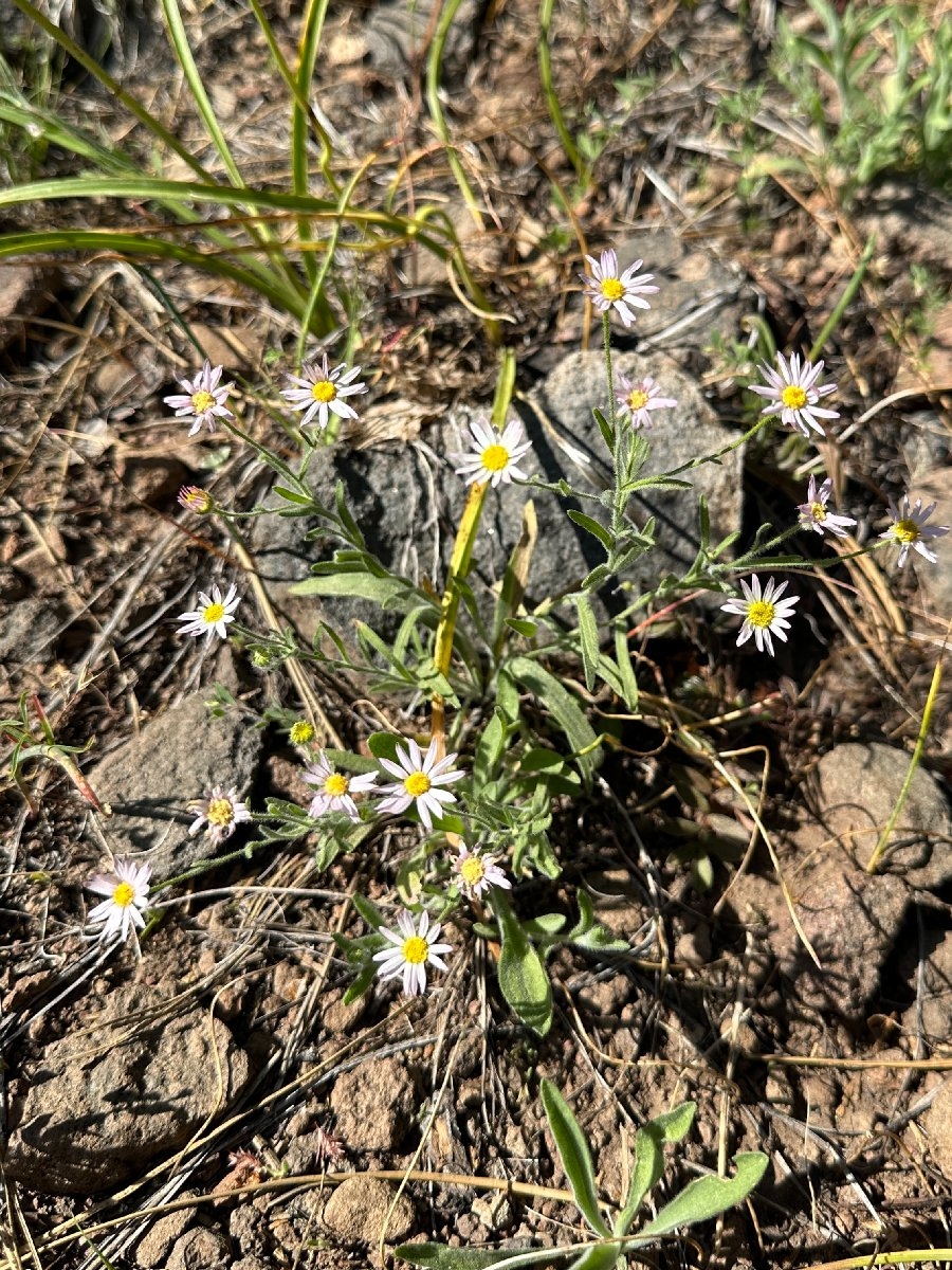 Erigeron lassenianus var. lassenianus