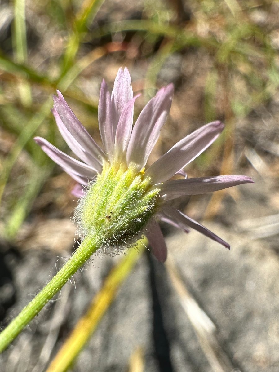 Erigeron lassenianus var. lassenianus