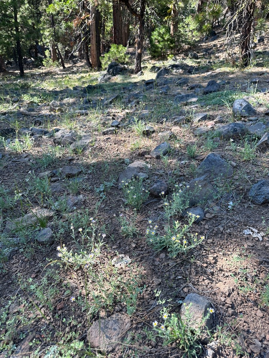 Erigeron lassenianus var. lassenianus