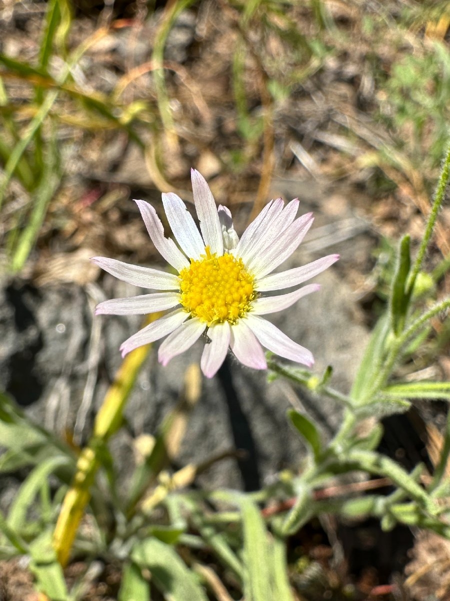 Erigeron lassenianus var. lassenianus