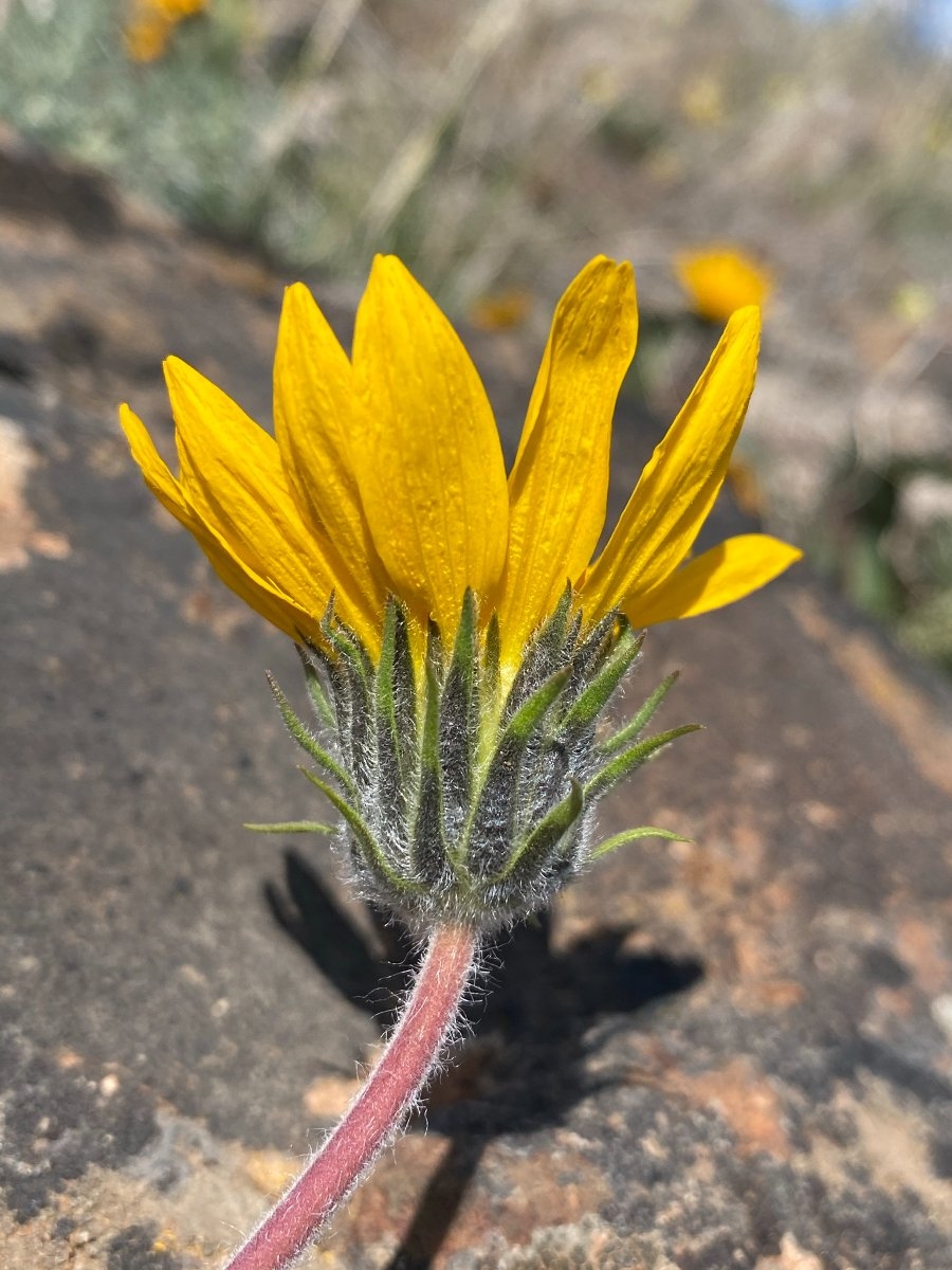 Balsamorhiza serrata