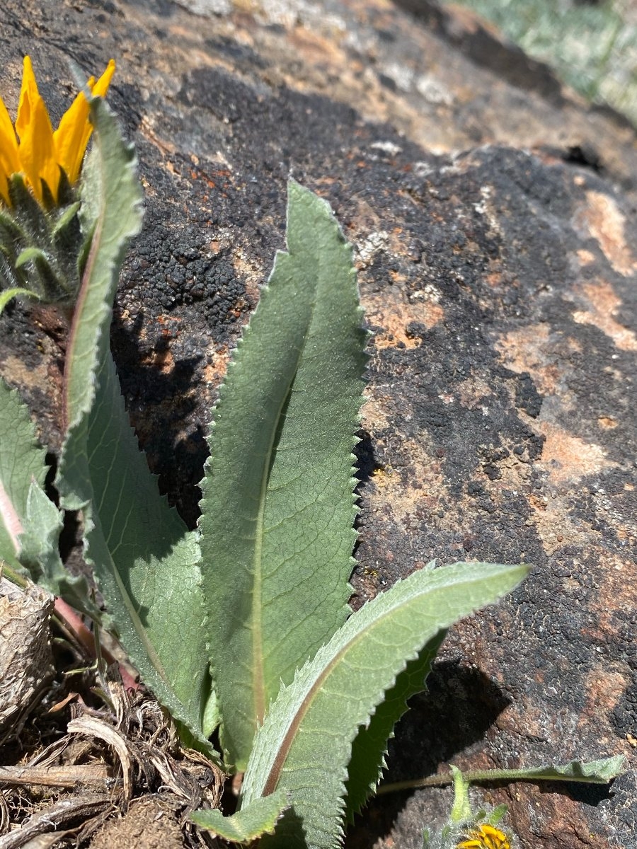 Balsamorhiza serrata