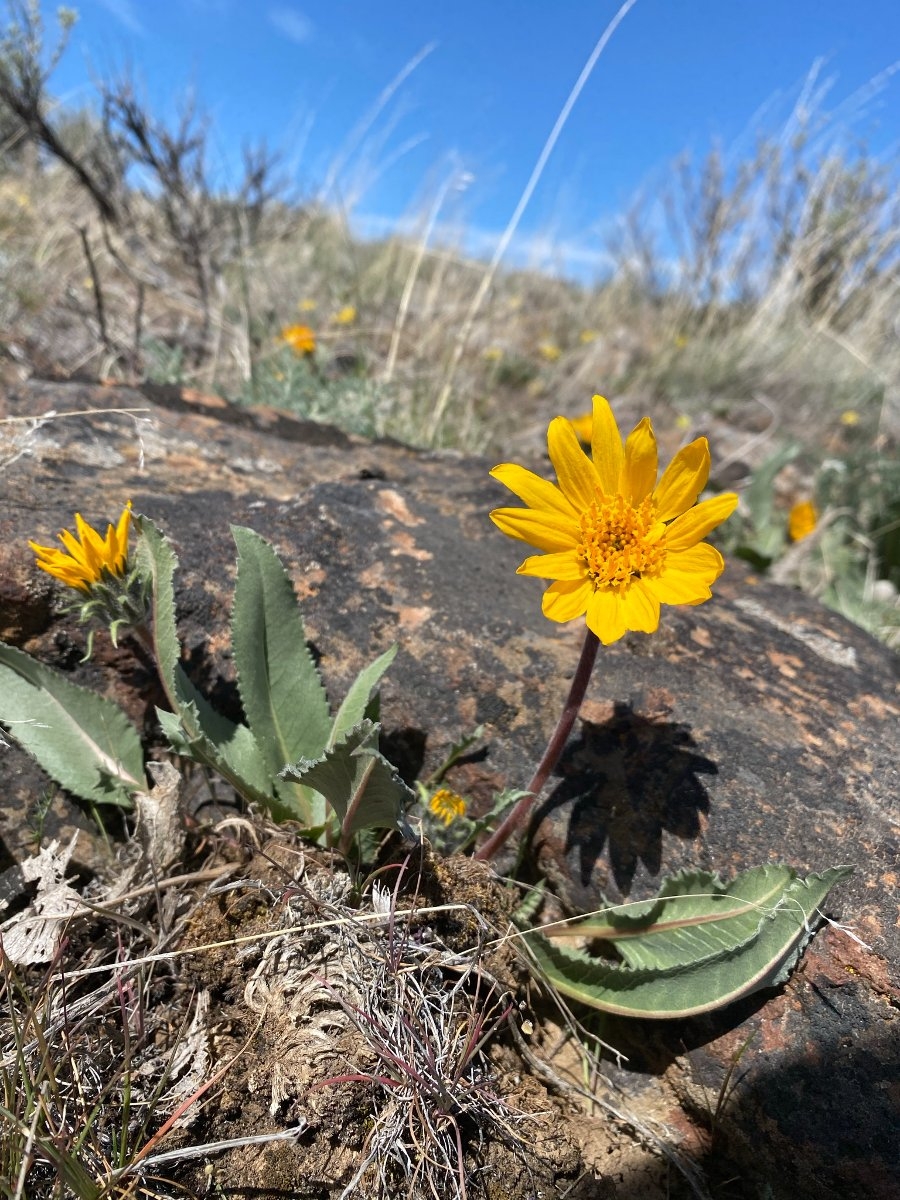 Balsamorhiza serrata