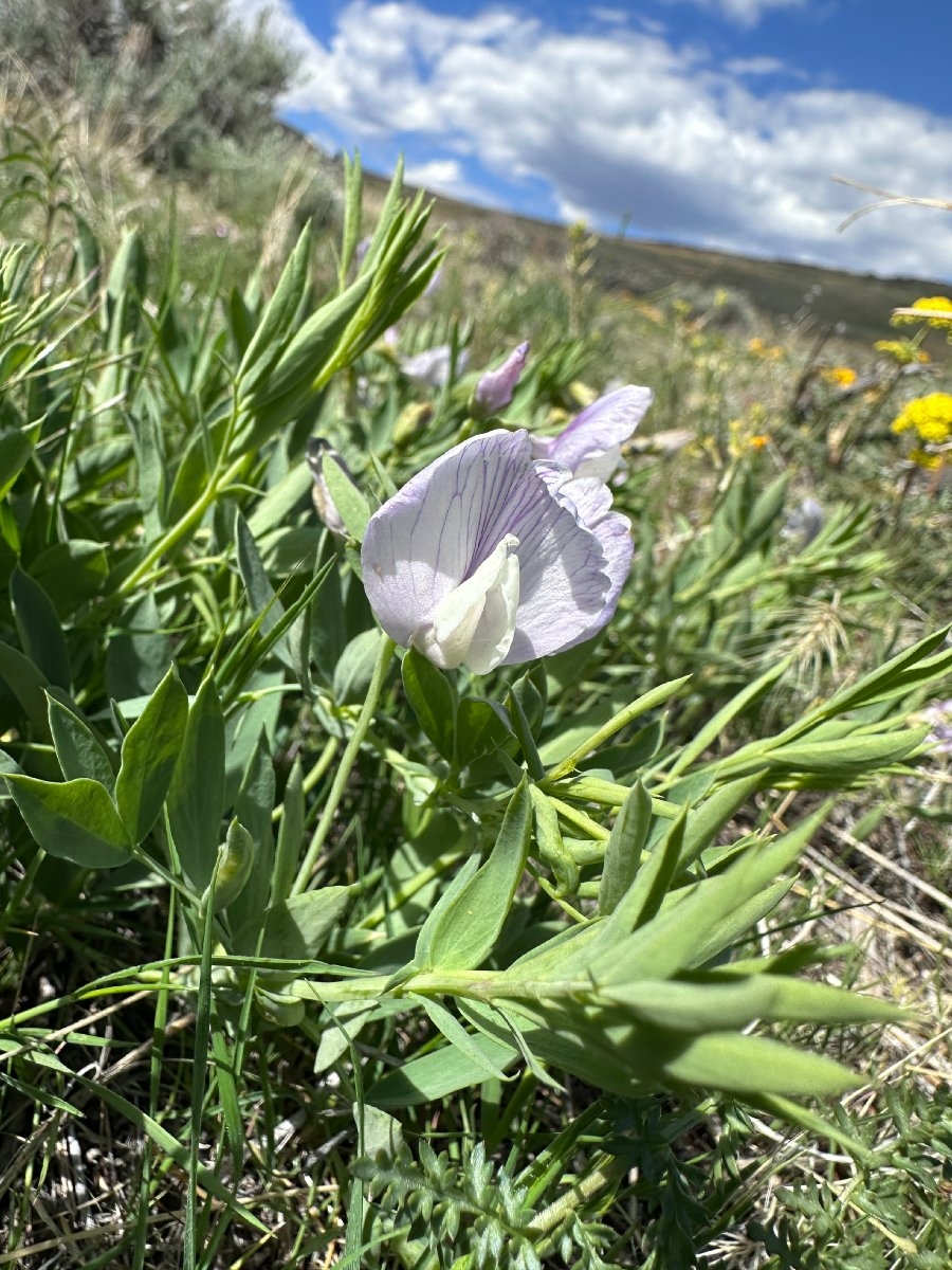 Lathyrus rigidus