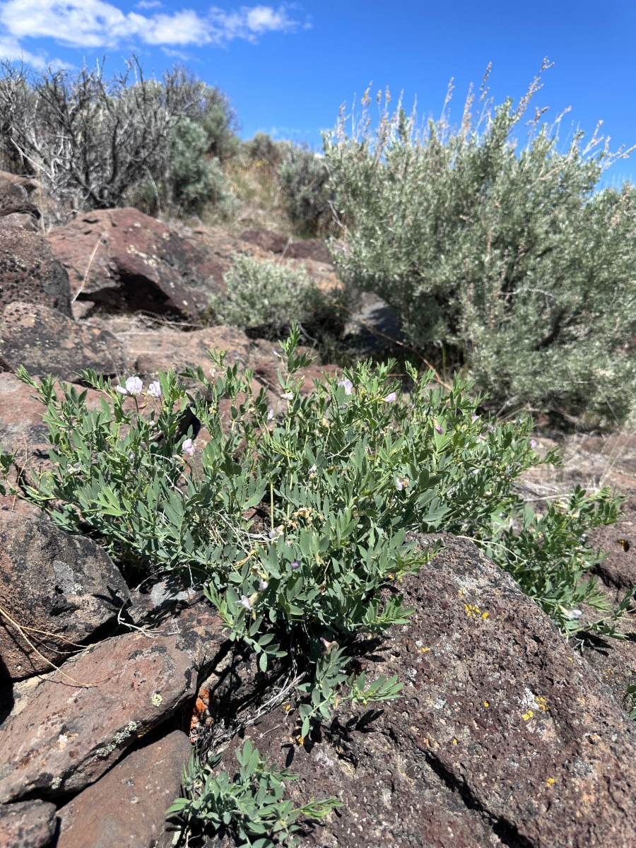 Lathyrus rigidus