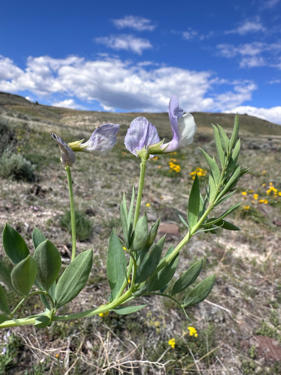 Lathyrus rigidus