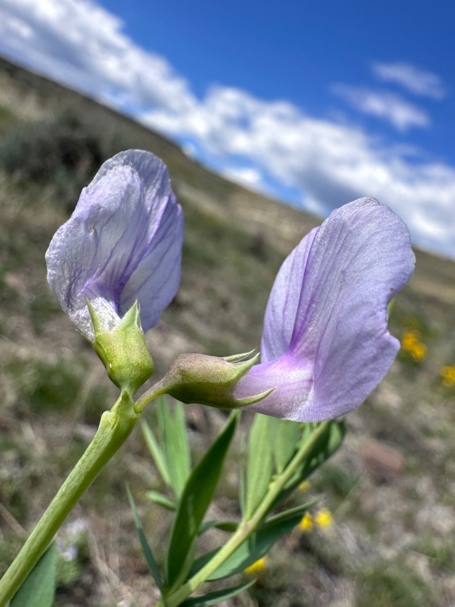 Lathyrus rigidus