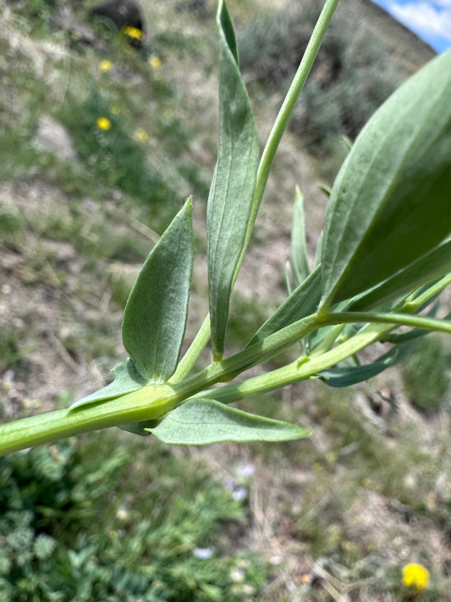 Lathyrus rigidus