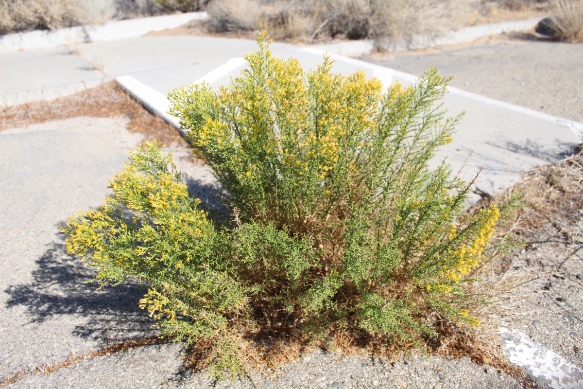 Ericameria paniculata