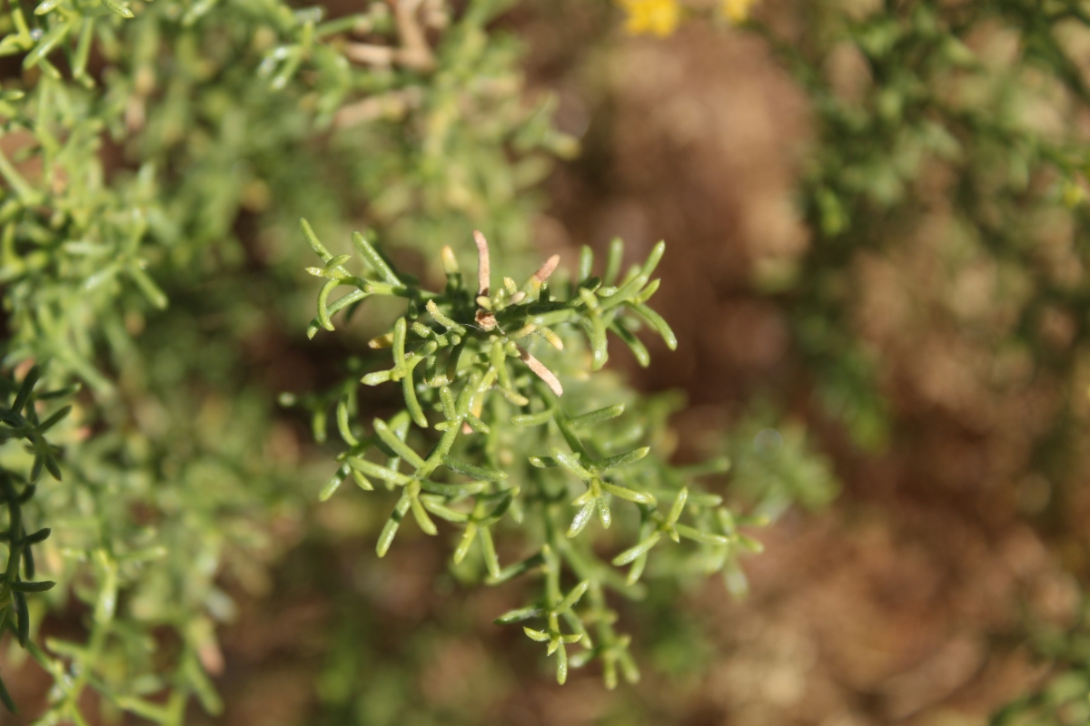 Ericameria paniculata