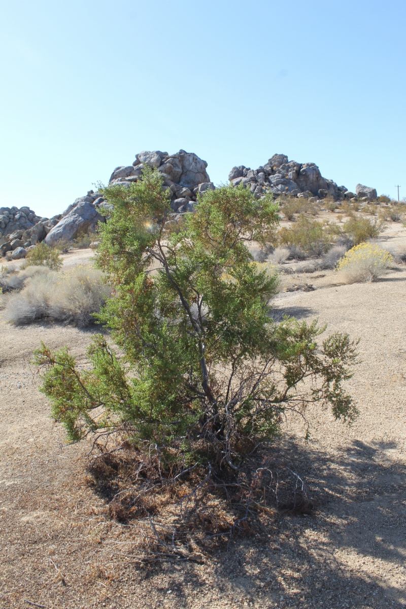 Larrea tridentata