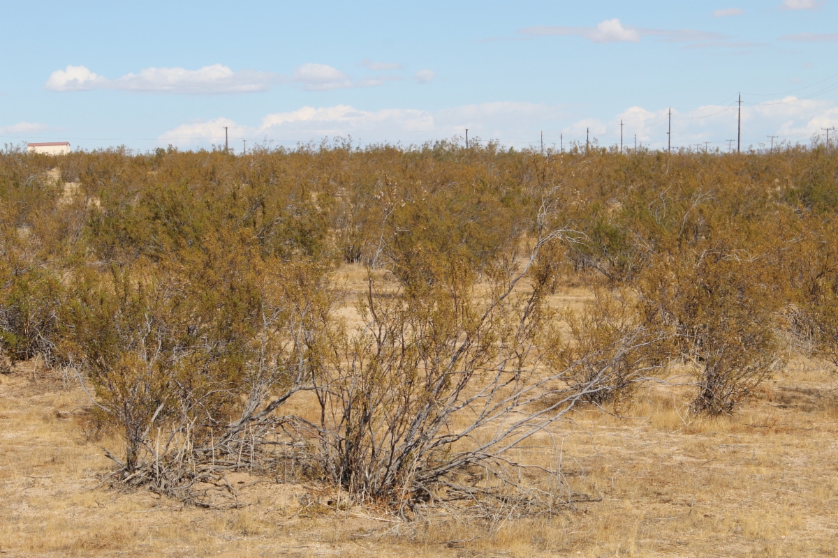 Larrea tridentata