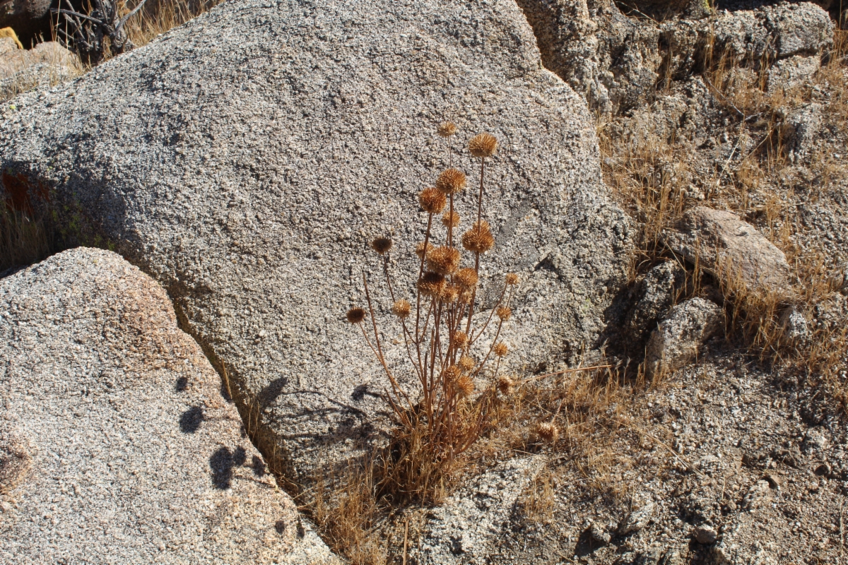 Salvia columbariae