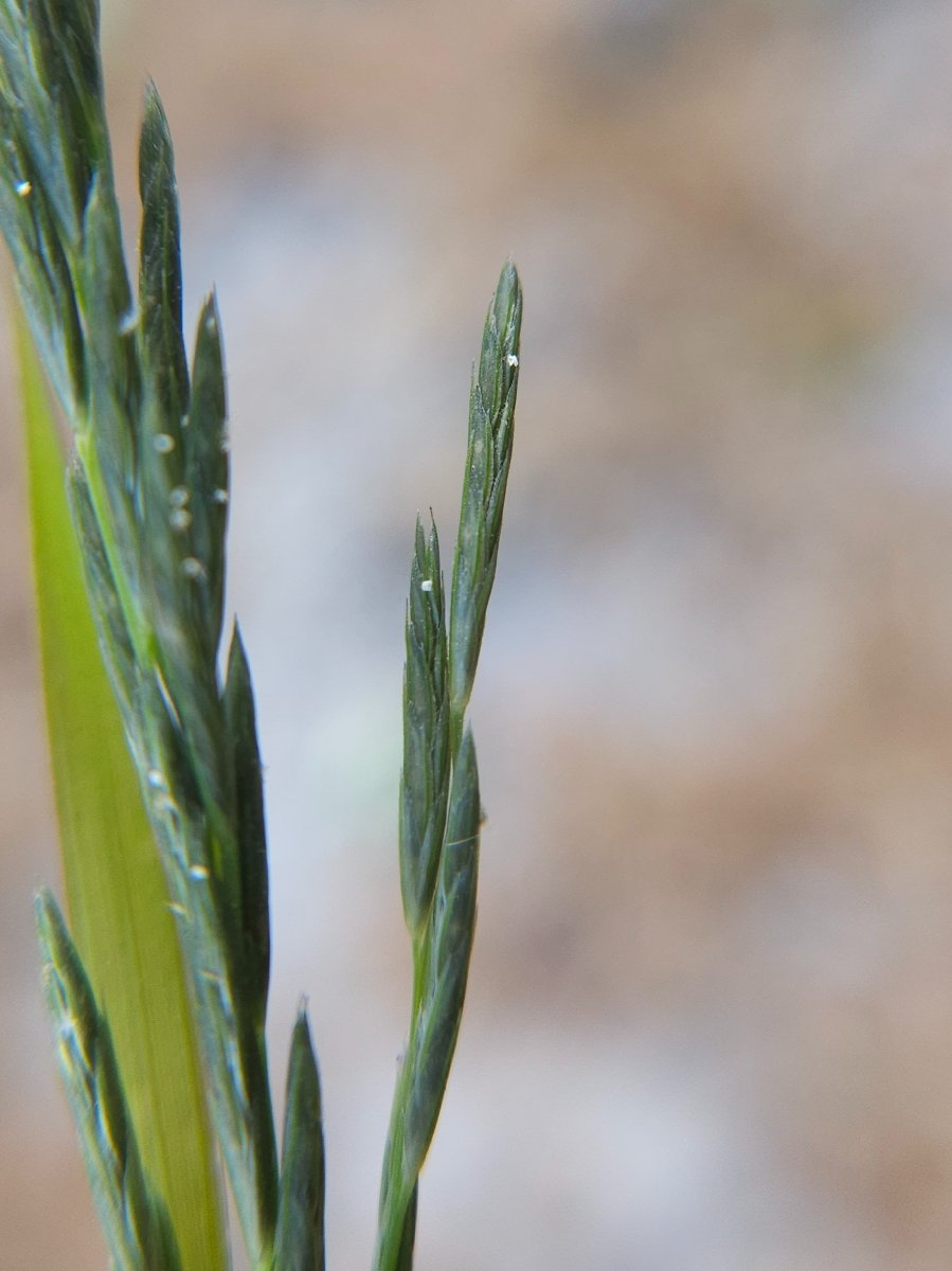 Leptochloa fusca ssp. fascicularis