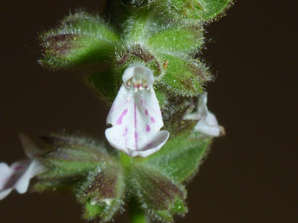 Stachys stricta