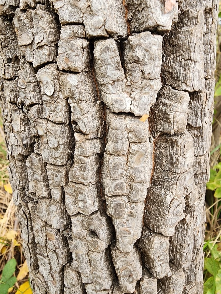 Diospyros virginiana