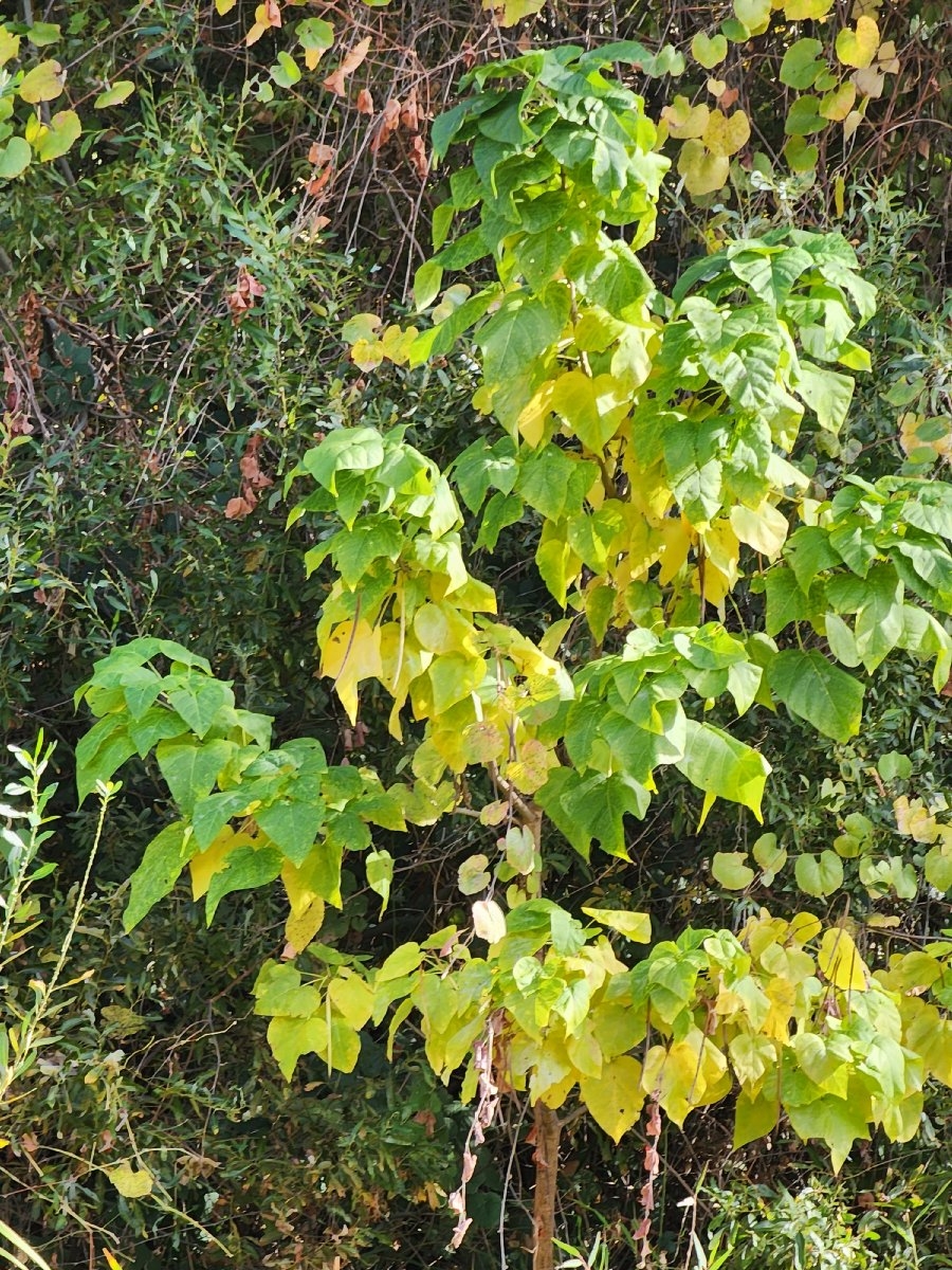 Catalpa speciosa