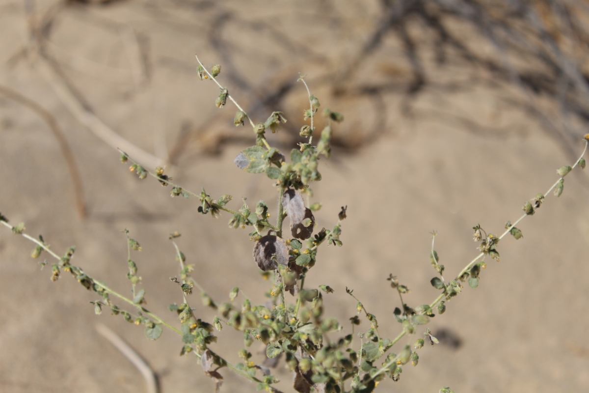 Dicoria canescens