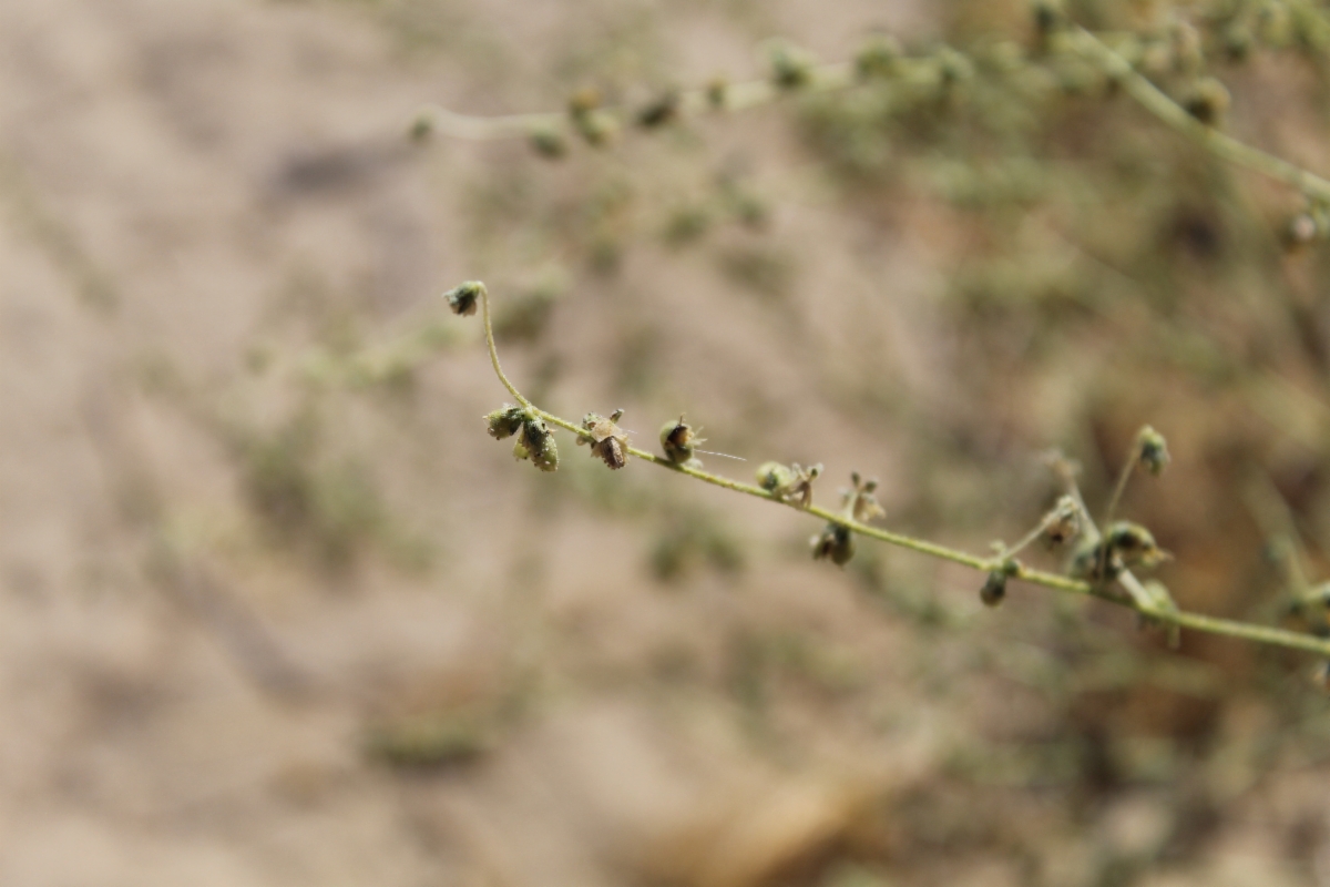 Dicoria canescens